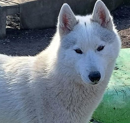 Siberian Husky Izusa