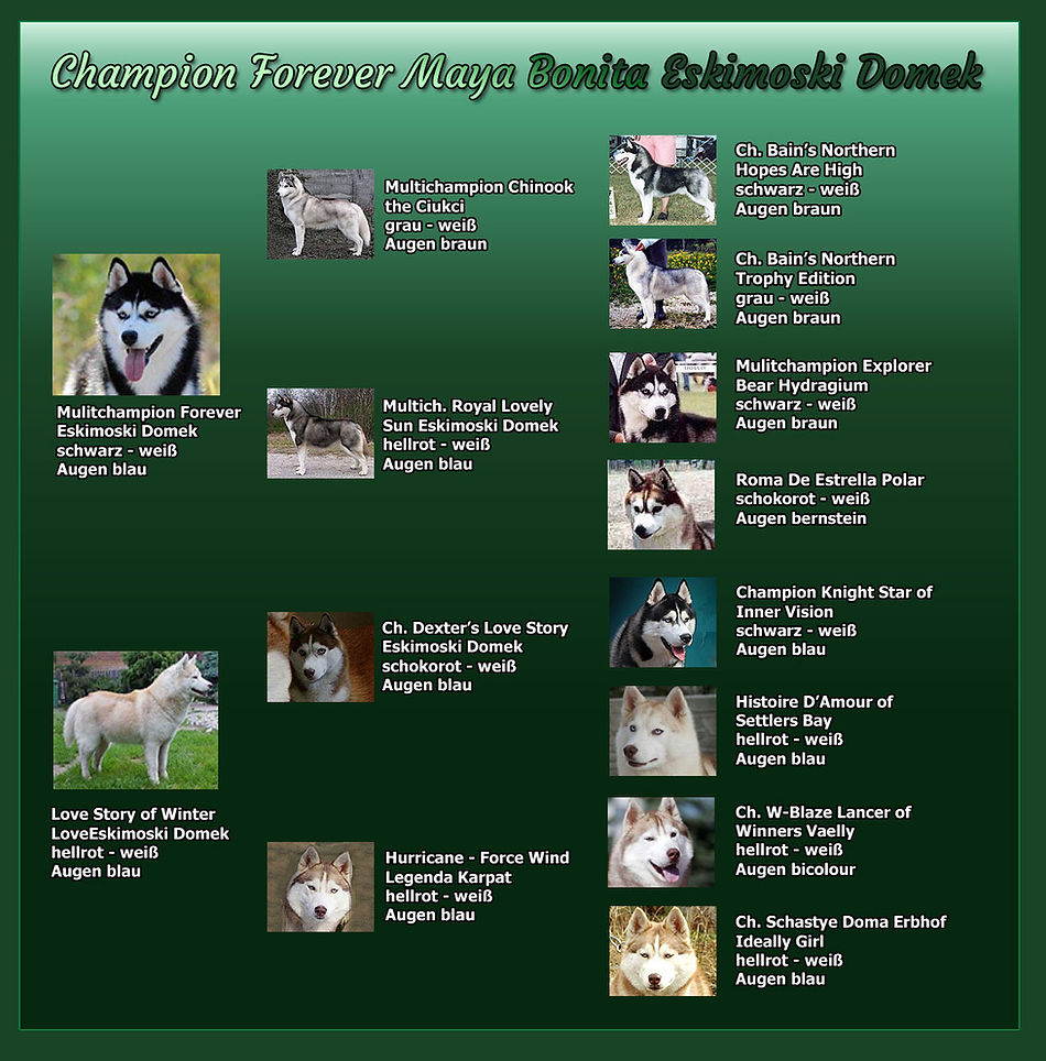 Stammbaum von Siberian Husky Maya