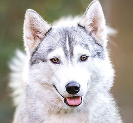 Siberian Husky