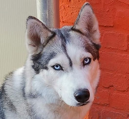 Siberian Husky