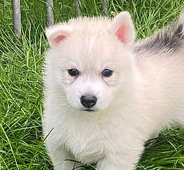 Siberian Husky Welpe