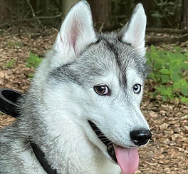 Siberian Husky