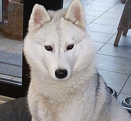 Siberian Husky