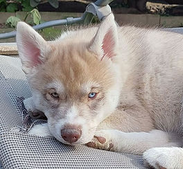 Siberian Husky Welpe