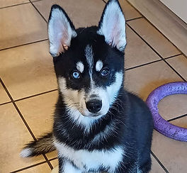 Siberian Husky Welpe