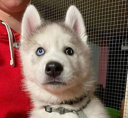 Siberian Husky Welpe