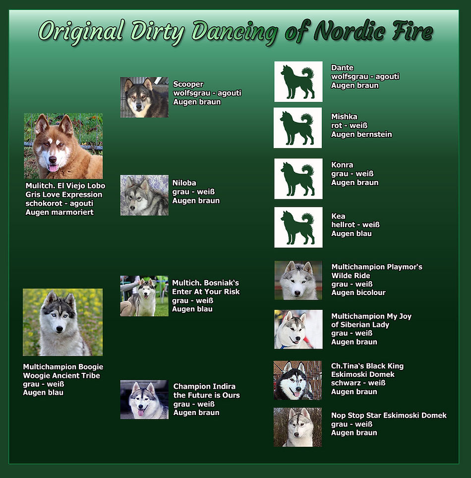 Stammbaum von Siberian Husky Kaya