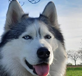Siberian Husky
