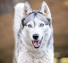 Siberian Husky