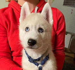 Siberian Husky Welpe