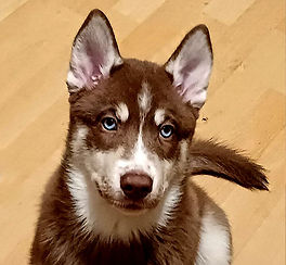 Siberian Husky