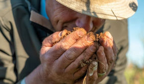 Reviving the roots: How regenerative farming is transforming Hartenberg