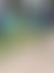 How to introduce a rescue to your family