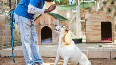 ADOPT A SHELTER PET DAY: WHY SOUTH AFRICA NEEDS YOU AND HOW YOU CAN HELP