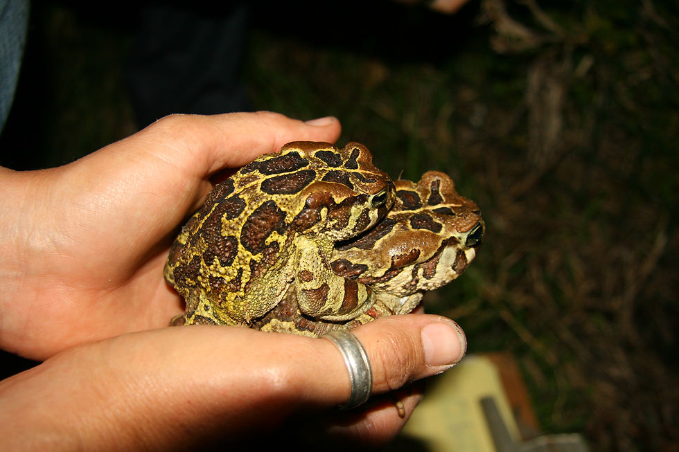 Two Western Leopard Toads make their way to their breeding ground under the cover of night.