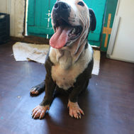 TEARS Animals Rescue partners with Mutt Mix to establish the breeds ofshelter dogs for more successful rehoming