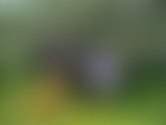 後1ヶ月で収穫スタート?