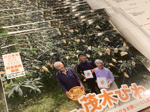 枇杷のDM発送準備