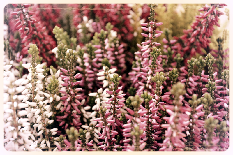 DSC_5204_edited.JPG