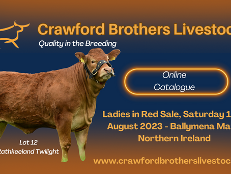 NI Limousin Club Ladies in Red 19th August 2023
