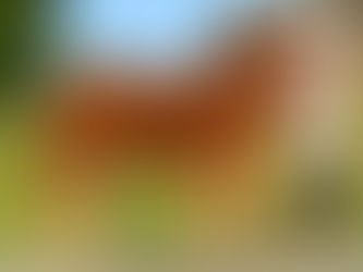 Rathkeeland Roxy crowned Female Champion