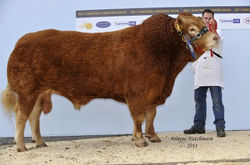 Sylvandene-Defoe-Reserve-Snr-Male-Champi