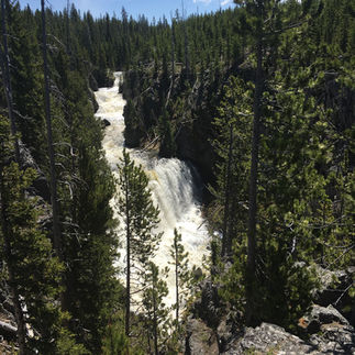 Waterfall at Yellowstone, surrounded by trees