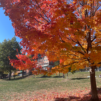Boston: Red Tree with leaves covering the grass below it and green trees in the background