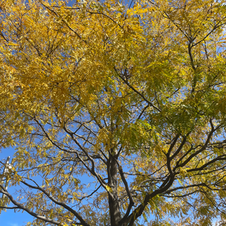 Boston: Yellow Autumn Tree with Blue Sky Behind it