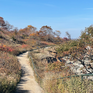 Portland Head Light Path: Dirt path lined with dried plants that are tan, green, and orange colored