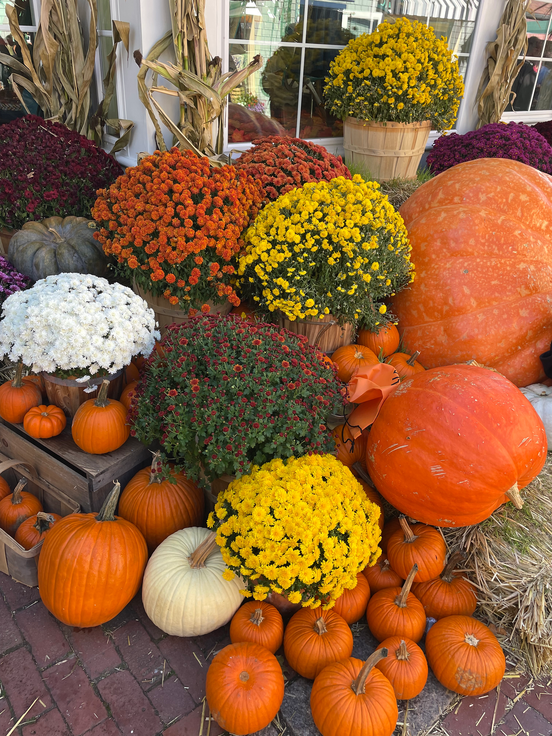 Pumpkin Display: Variety of pumpkins and flowers displayed on the ground