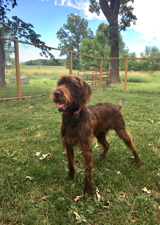 Back Forty Kennel Minnesota West Metro Communities Dog Boarding