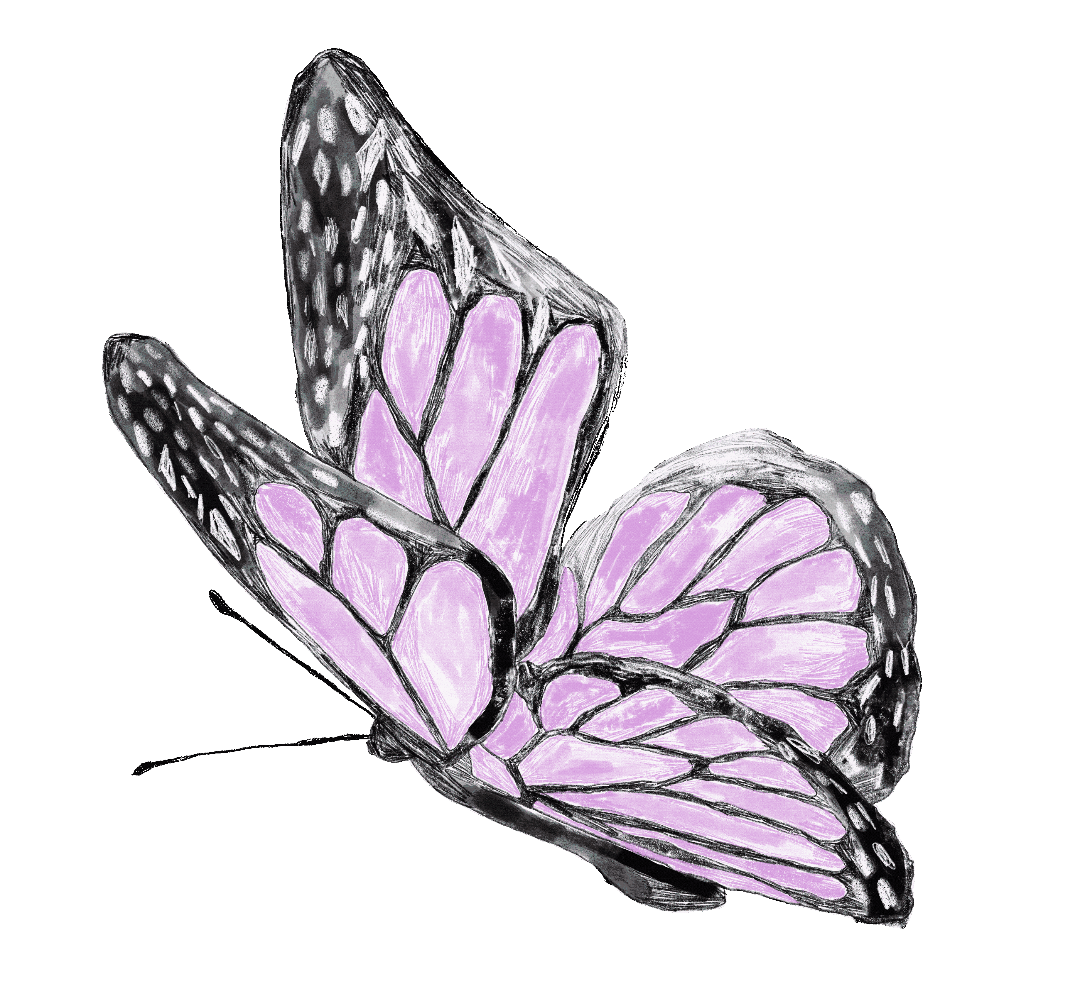 twilit butterfly 