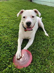 White dog on green grass with red frisbee, playful pose.