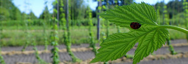 pied houblon BIO.jpeg