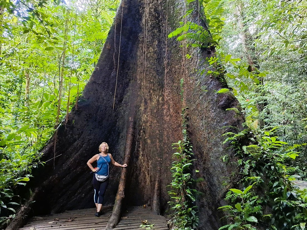 Nő pózol hatalmas fa előtt az esőerdőben. Lombozat zöld, fa sötét, deszkás ösvény van. Nyugodt, természetközeli hangulat.