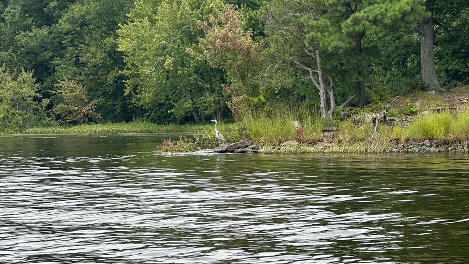 Black Lake, NY: A haven where wildlife thrives in the heart of nature