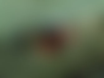 La performance en escalade : pour une approche multifactorielle