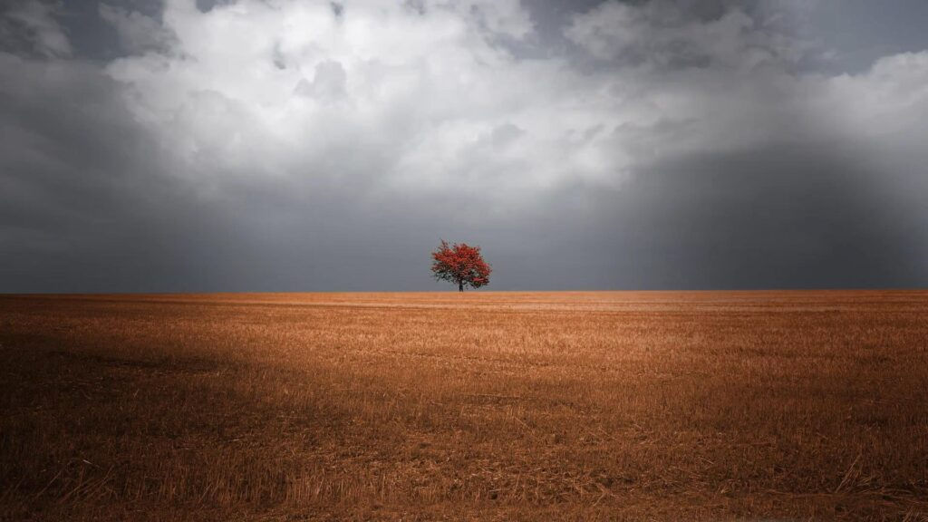 field red in golden field with dark skies
