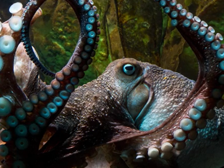 https://www.rnz.co.nz/national/programmes/afternoons/audio/2018641888/the-secret-life-of-the-octopus