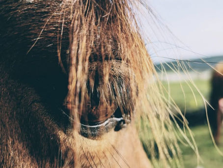 From Ground to Saddle: How to Teach Your Horse the Art of Self-Management
