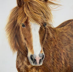 Red pony