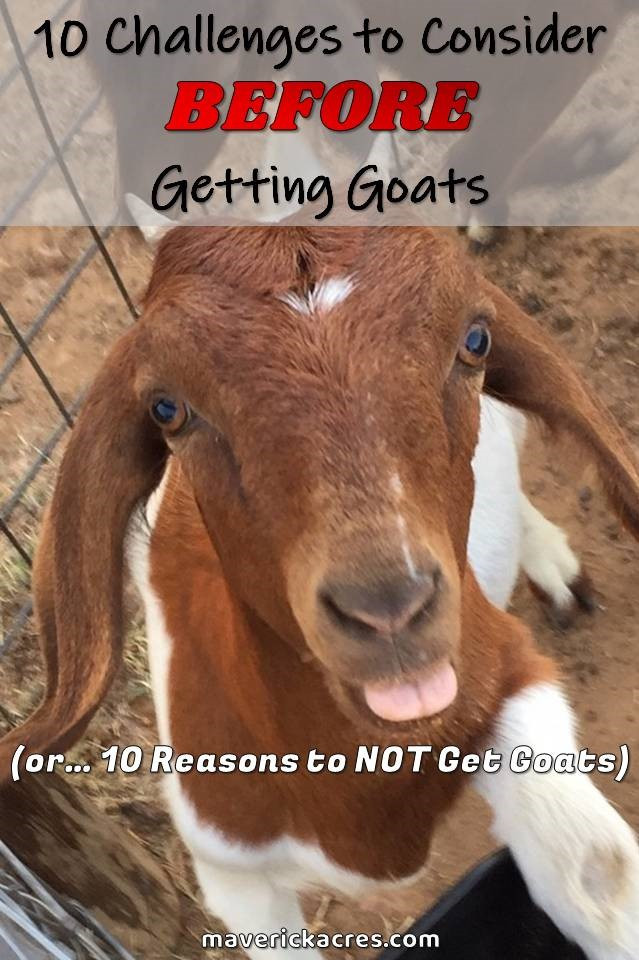Goat health land requirements predators shelter fencing