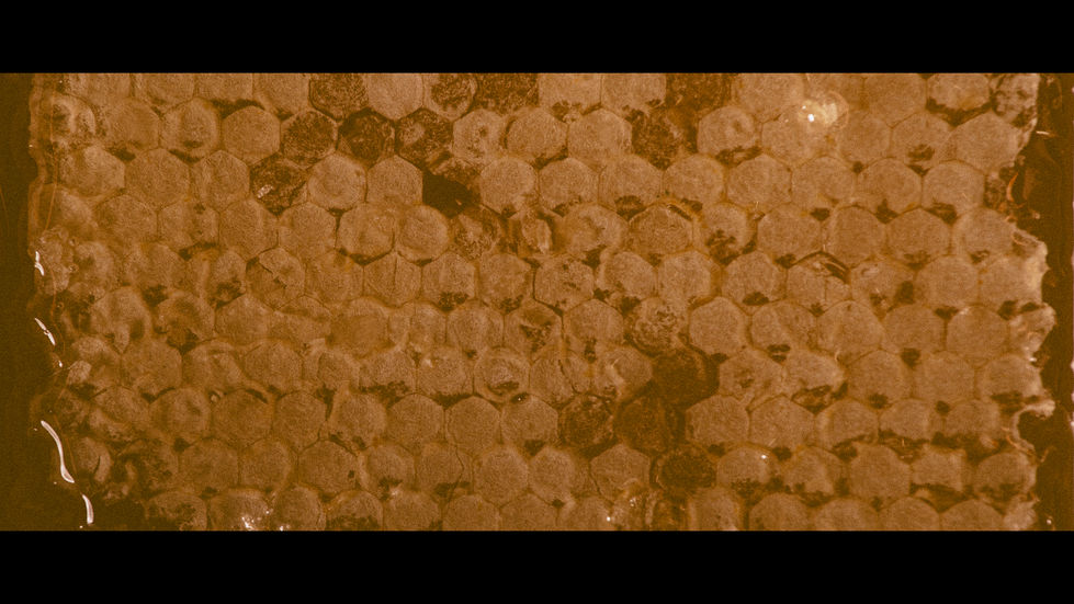 RoyalJelly_Kaurek_web-Szene-1-12