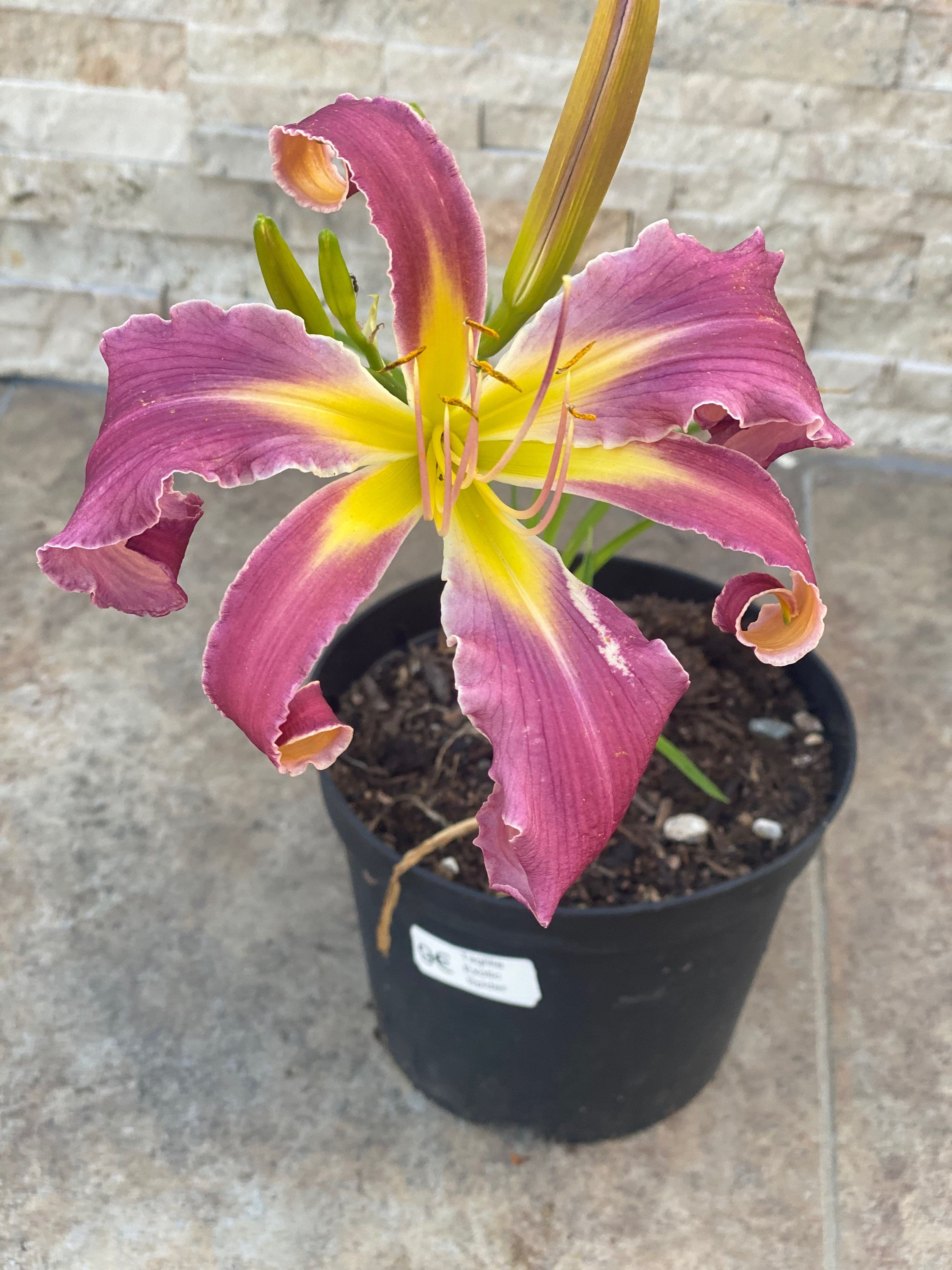 Taglilie "Exotic Spider"