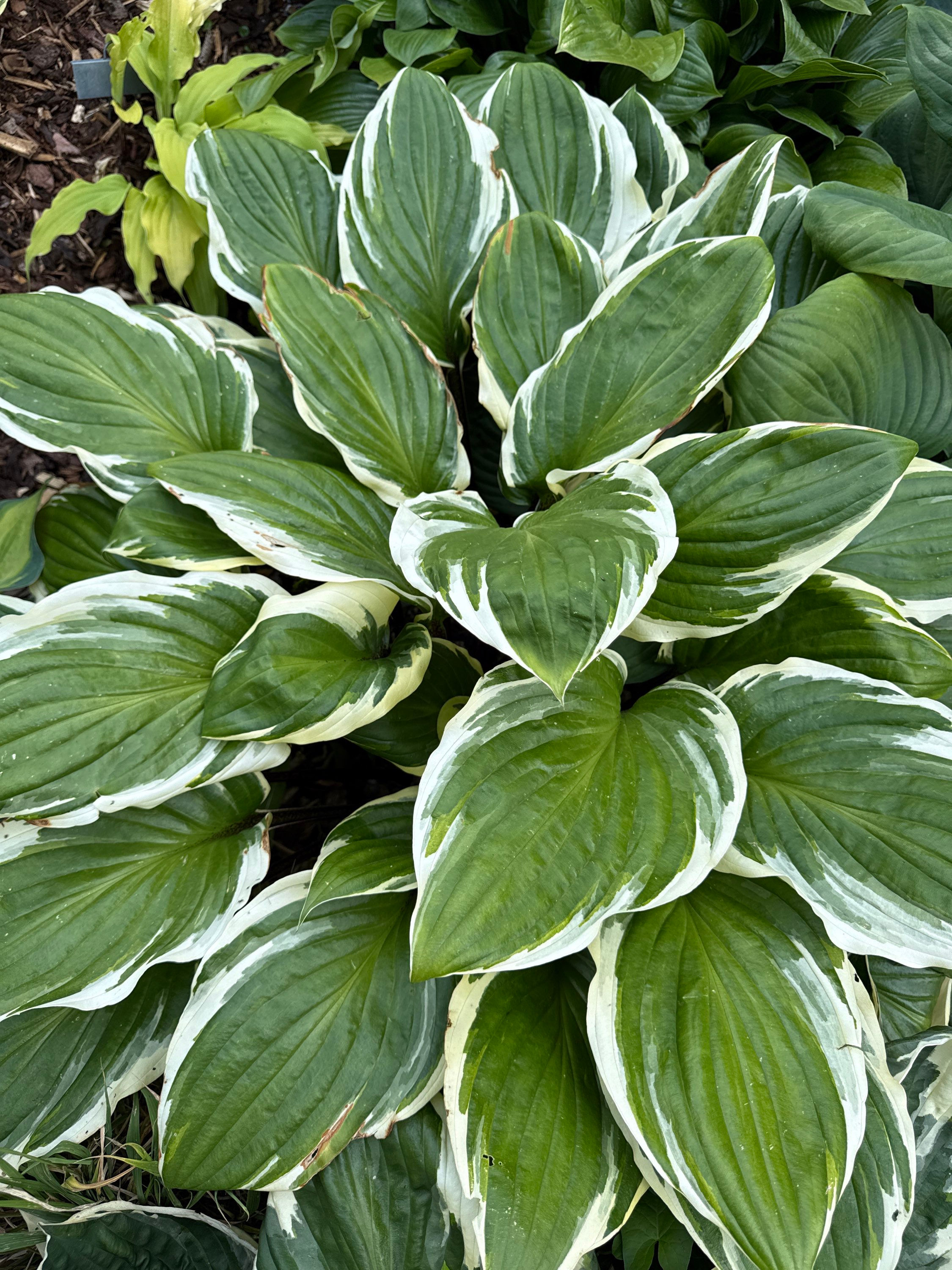 Funkie "Gooseberry Sundea"