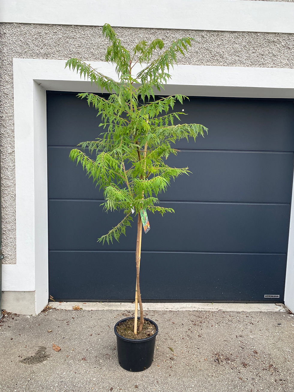 Geschlitzter Essigbaum "Dissecta"