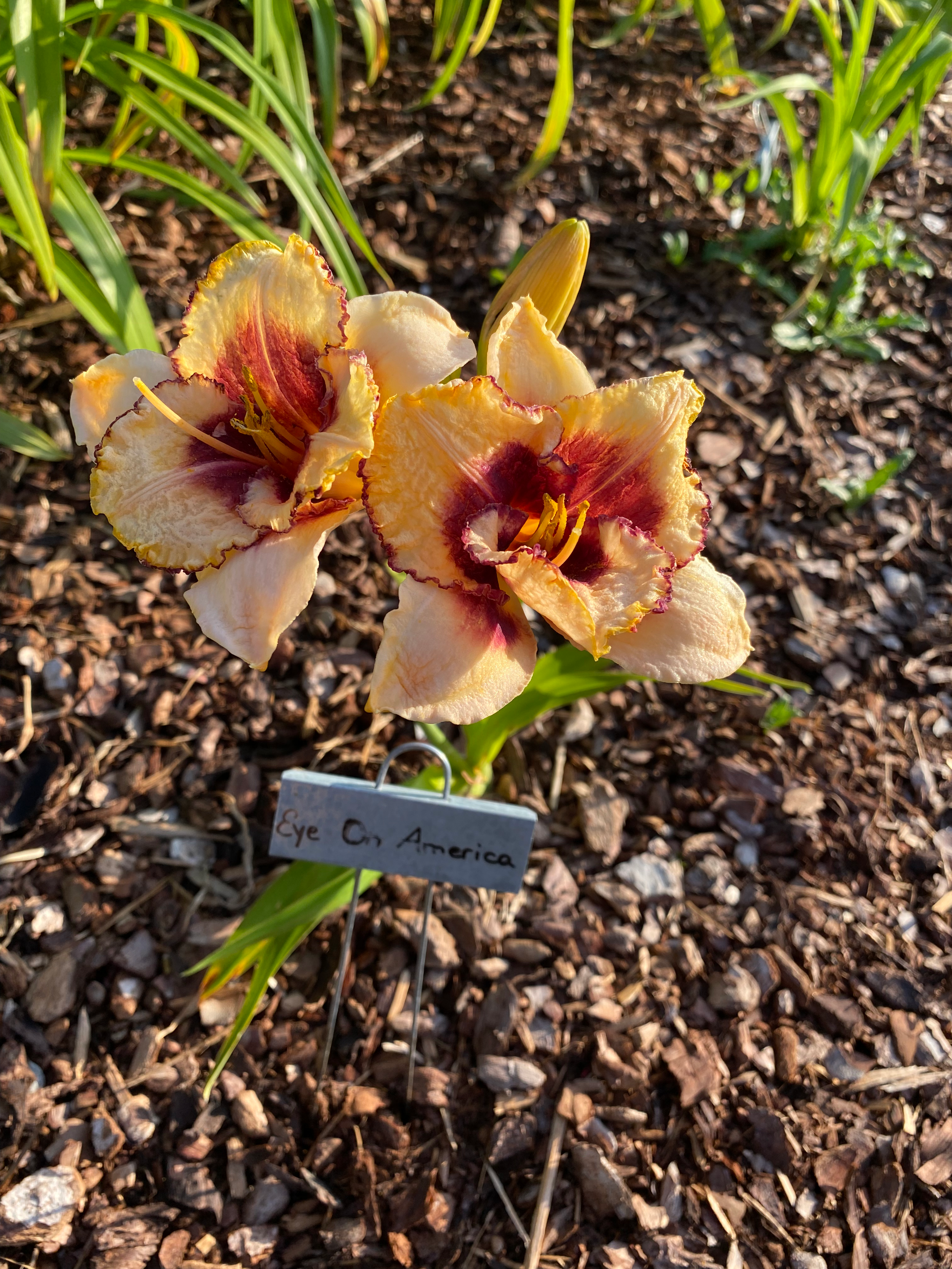 Taglilie "Eye on America"