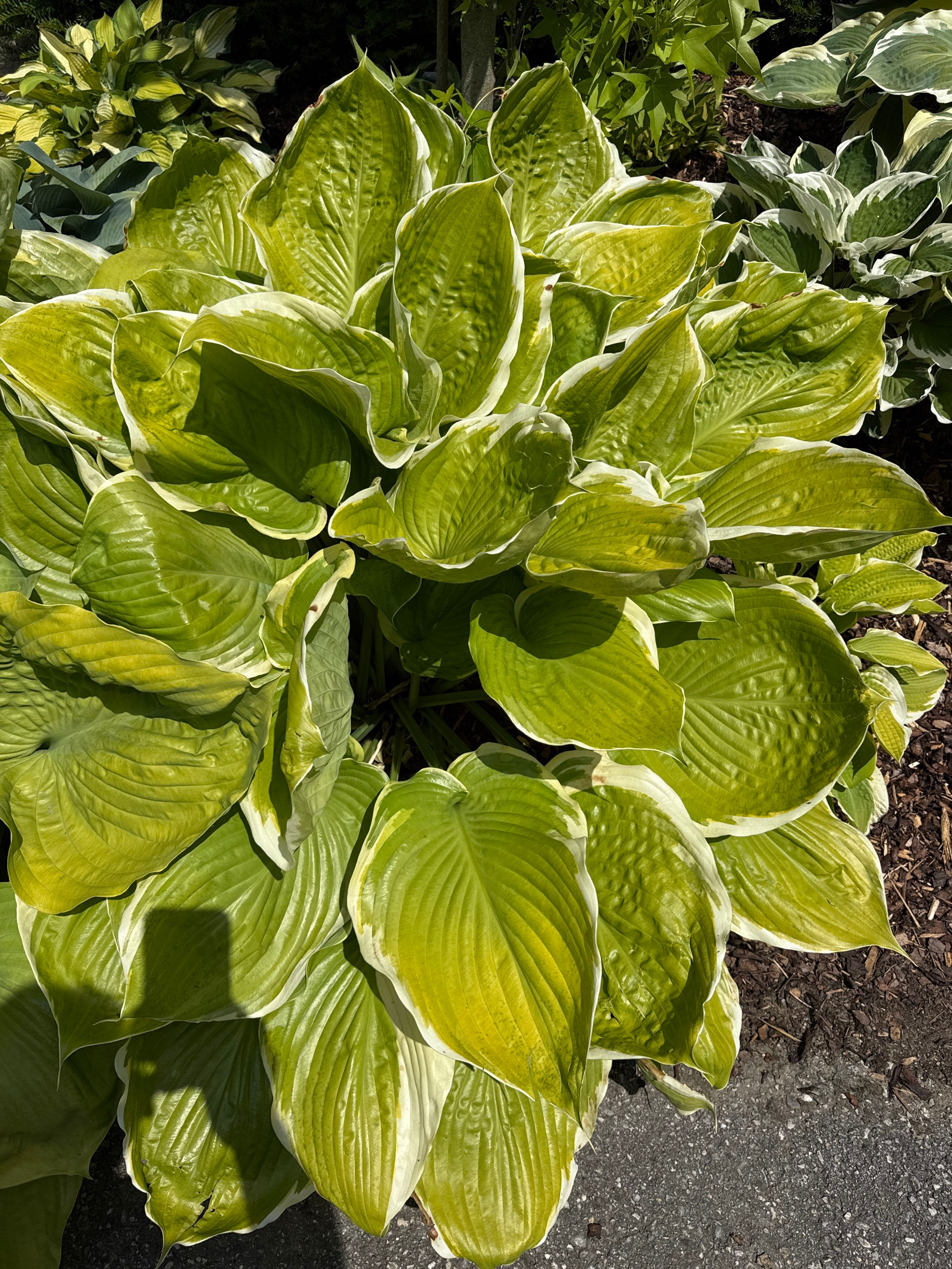 Funkie “Winter Snow“