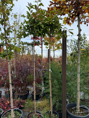 goldfruchtpalme ableger Goldfruchtpalme - Dypsis lutescens